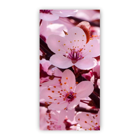 Kirschblüten